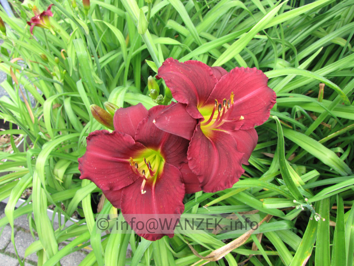 Hemerocallis Pardon Me 2.JPG